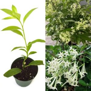 Rat Ki Rani/Night Blooming Jasmine Healthy Flower Plant - Image 2