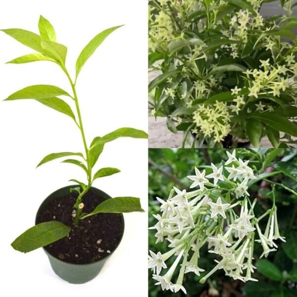 Rat Ki Rani/Night Blooming Jasmine Healthy Flower Plant