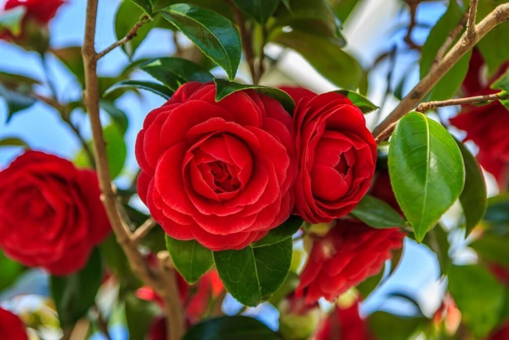Camellia Japanese Variety Flower Healthy Plant