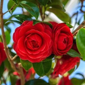 Camellia Japanese Variety Flower Healthy Plant - Image 2
