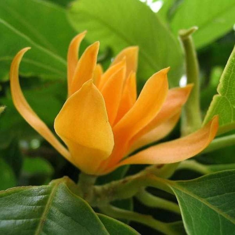 swarna champa flowers healthy plant