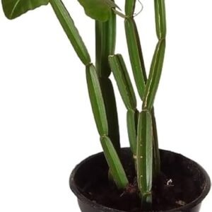 Hadjod/Pirandai/Mangarahalli/Kandvel Healthy Herbal Plant - Image 2