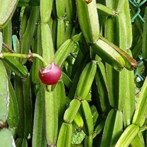 Hadjod/Pirandai/Mangarahalli/Kandvel Healthy Herbal Plant - Image 3