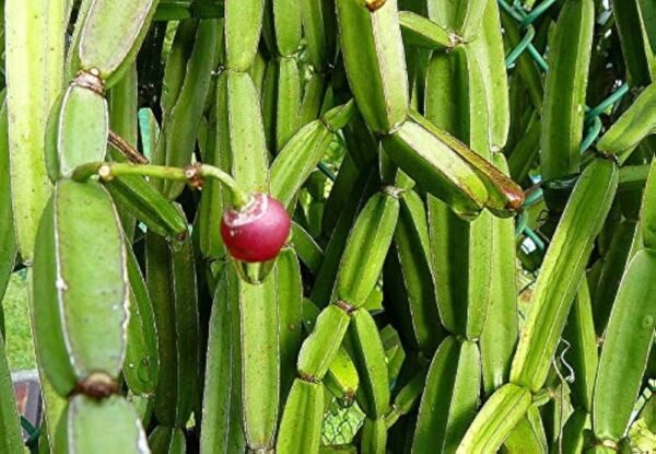 Hadjod/Pirandai/Mangarahalli/Kandvel Healthy Herbal Plant
