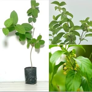 Gudmar/Madhunashini/Kavali/Podapatri Herbal healthy Plant - Image 3