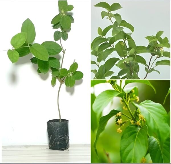 Gudmar/Madhunashini/Kavali/Podapatri Herbal healthy Plant