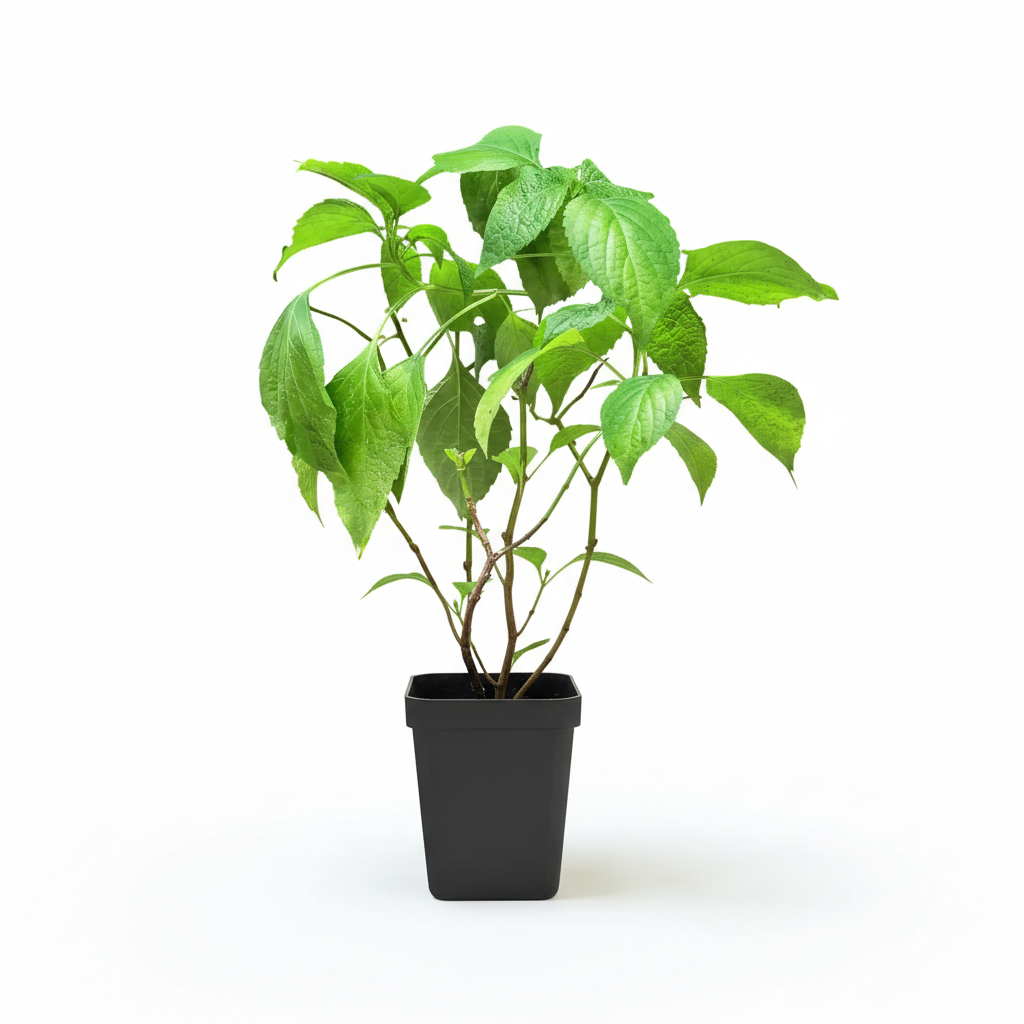 Ram Tulsi Original Healthy Live Plant - Image 3