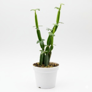 Hadjod/Pirandai/Mangarahalli/Kandvel Healthy Herbal Plant