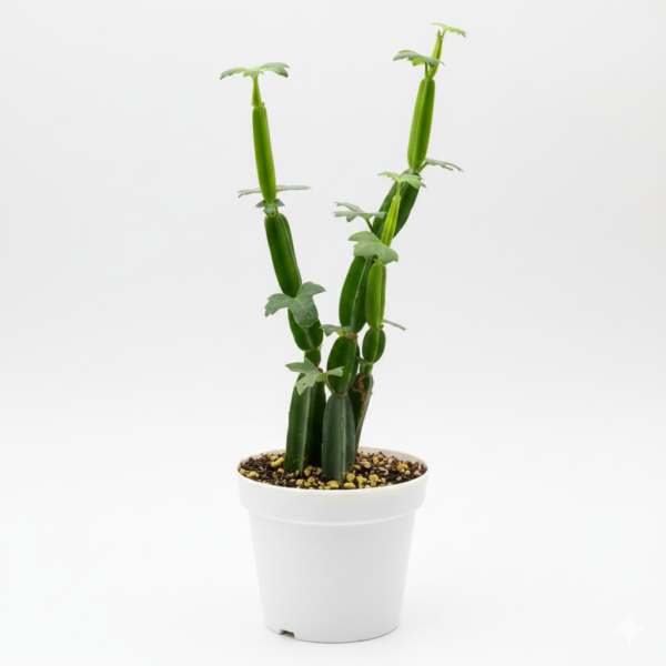 Hadjod/Pirandai/Mangarahalli/Kandvel Healthy Herbal Plant