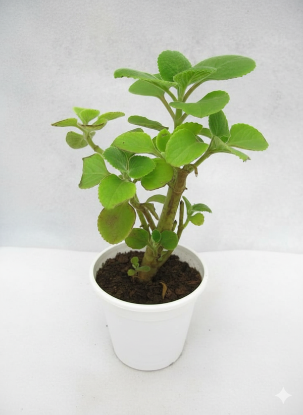 Ajwain/Vicks/Omavalli/Owa Healthy Indian Borage Plant