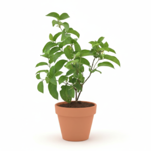 Gudmar/Madhunashini/Kavali/Podapatri Herbal healthy Plant