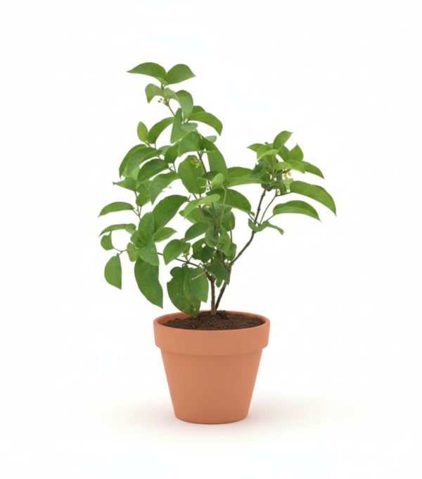 Gudmar/Madhunashini/Kavali/Podapatri Herbal healthy Plant