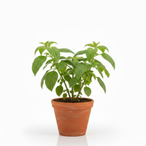 Ram Tulsi Original Healthy Live Plant