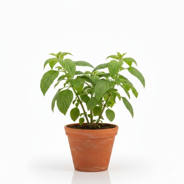 Ram Tulsi Original Healthy Live Plant