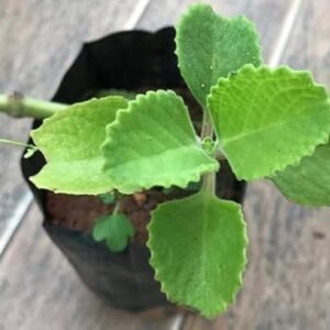 Ajwain/Vicks/Omavalli/Owa Healthy Indian Borage Plant - Image 2