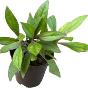 Ayapana Healthy Herbal Live Plant - Image 2