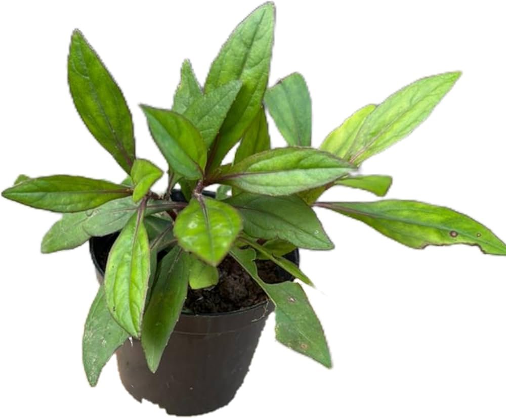 Ayapana Healthy Herbal Live Plant - Image 2