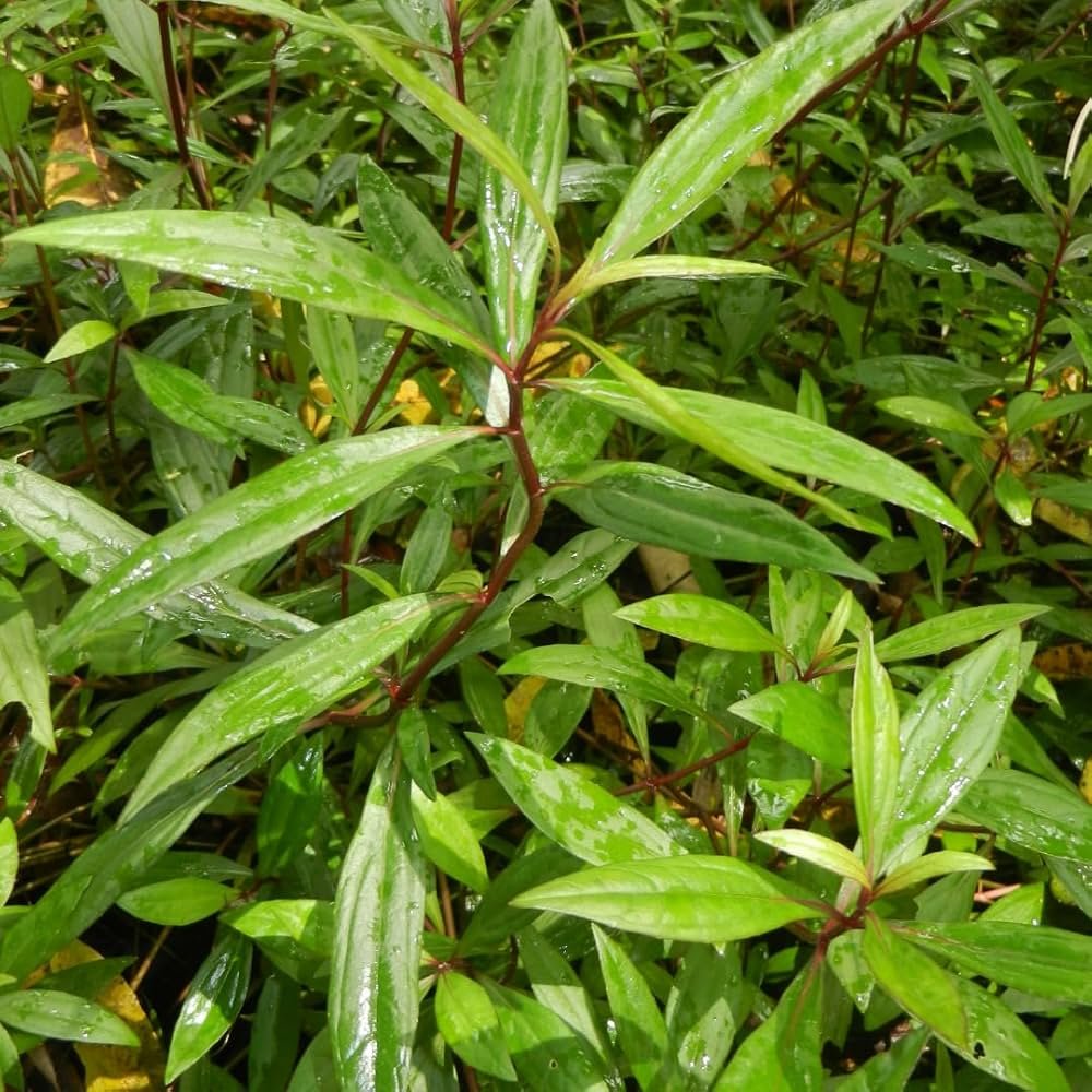 Ayapana Healthy Herbal Live Plant