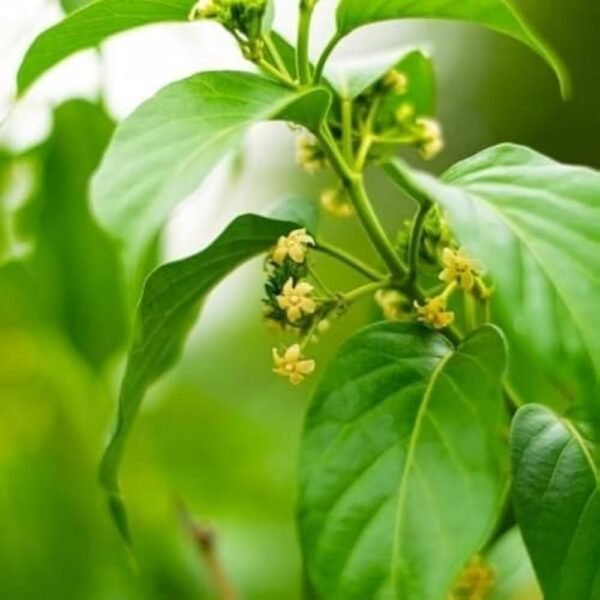 Gudmar/Madhunashini/Kavali/Podapatri Herbal healthy Plant