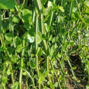 Hadjod/Pirandai/Mangarahalli/Kandvel Healthy Herbal Plant - Image 4