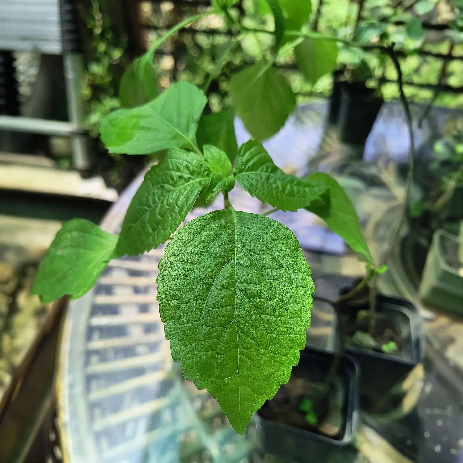 Ram Tulsi Original Healthy Live Plant - Image 2