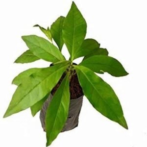 Sarpagandha/Chota Chand/Adkayi/Carpakanta Herbal Healthy Plant - Image 3