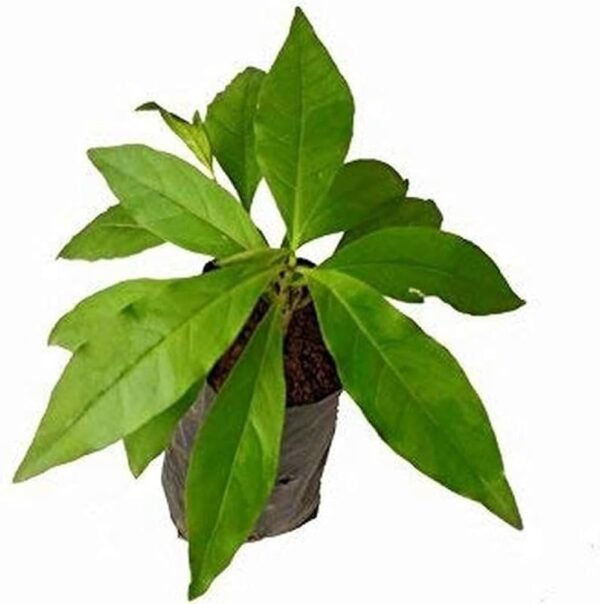 Sarpagandha/Chota Chand/Adkayi/Carpakanta Herbal Healthy Plant