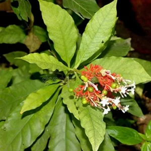 Sarpagandha/Chota Chand/Adkayi/Carpakanta Herbal Healthy Plant - Image 2