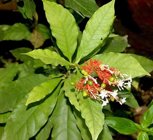 Sarpagandha/Chota Chand/Adkayi/Carpakanta Herbal Healthy Plant