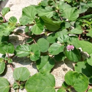 Punarnava Raw Green Fresh Leaves