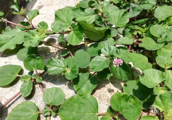 Punarnava Raw Green Fresh Leaves