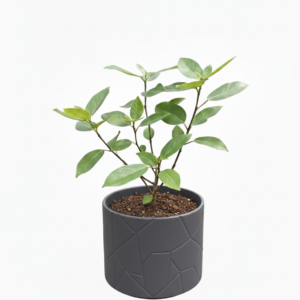 Cluster Fig/Gular/Ficus Recmosa Healthy Herbal Plant