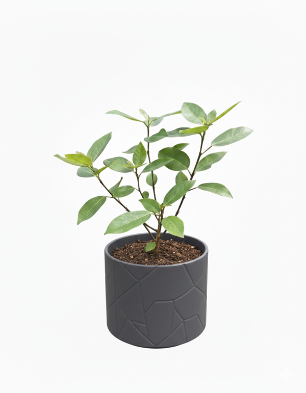 Cluster Fig/Gular/Ficus Recmosa Healthy Herbal Plant
