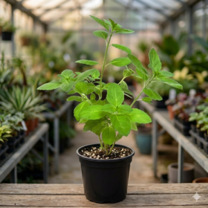 Vicks/Mint Tulsi Herbal Healthy Plant - Image 3