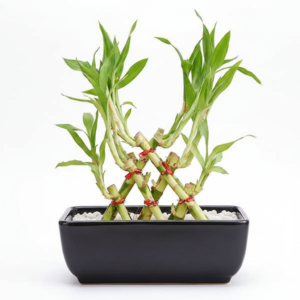 3 Layer Lucky Bamboo Pyramid Healthy Plant