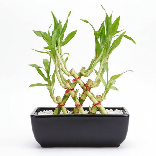 3 Layer Lucky Bamboo Pyramid Healthy Plant