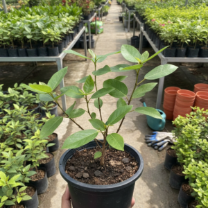 Cluster Fig/Gular/Ficus Recmosa Healthy Herbal Plant - Image 2