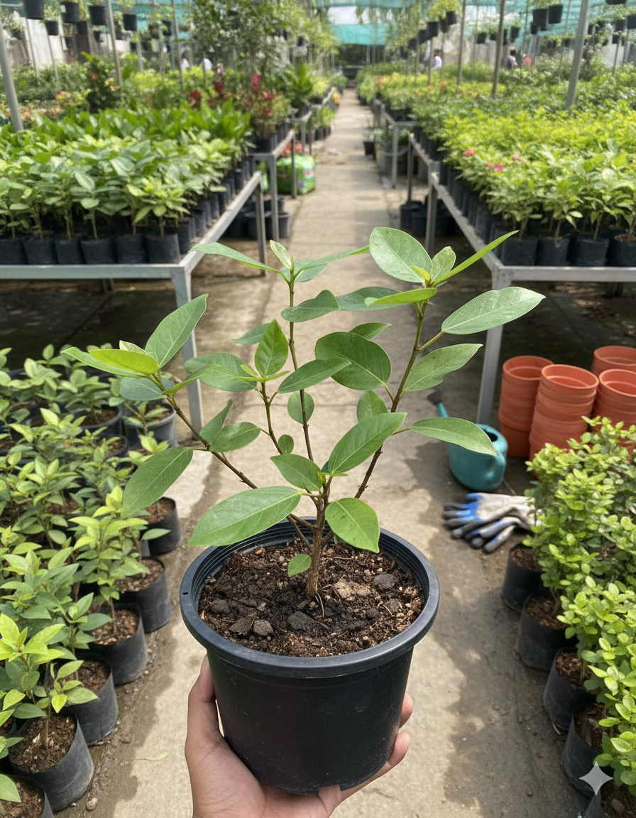 Cluster Fig/Gular/Ficus Recmosa Healthy Herbal Plant - Image 2