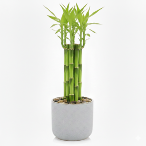 Lucky Bamboo 3layers Healthy Plant With 6bamboo Stalk