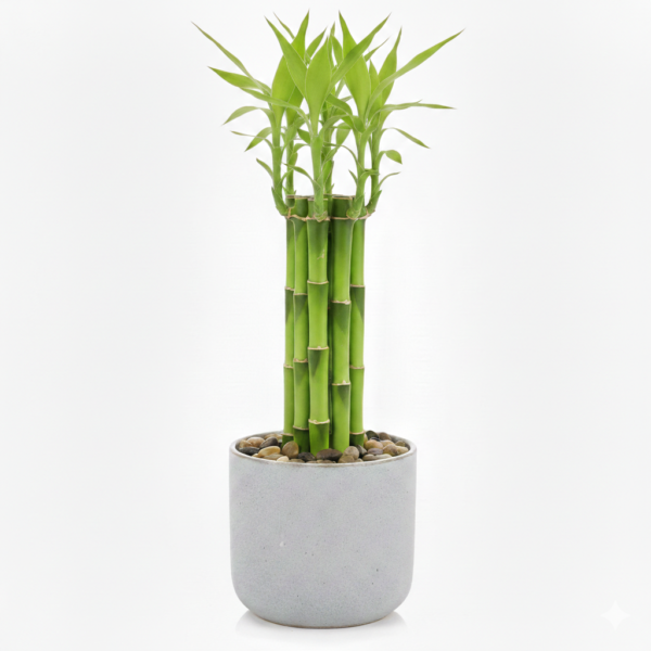 Lucky Bamboo 3layers Healthy Plant With 6bamboo Stalk