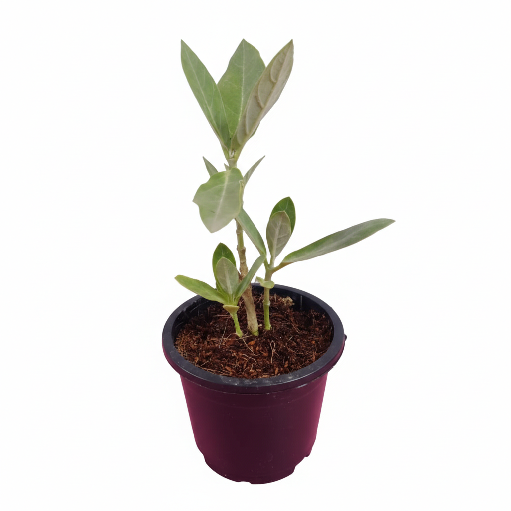 White Madar/Aak/Akanda/Vellerukku Healthy Herbal Plant