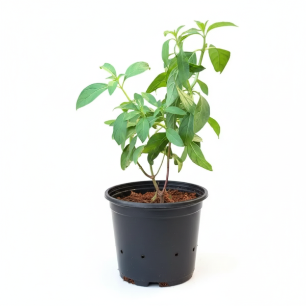 Vicks/Mint Tulsi Herbal Healthy Plant