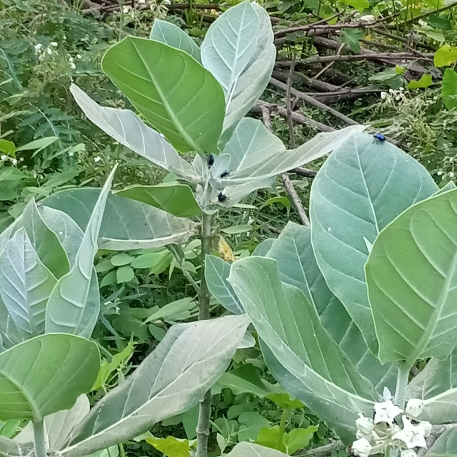 White Madar/Aak/Akanda/Vellerukku Healthy Herbal Plant - Image 2