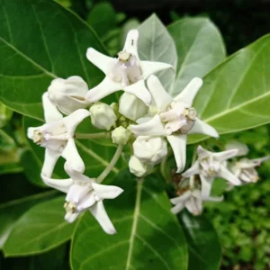 White Madar/Aak/Akanda/Vellerukku Healthy Herbal Plant - Image 3