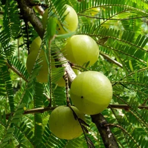 Amla/Nelli/Usirikaya/Avala/Indian Gooseberry Healthy Plant