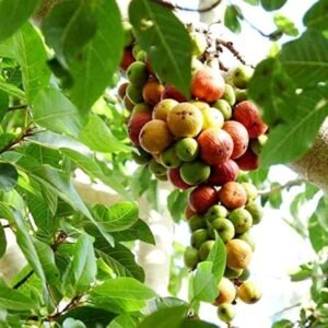 Cluster Fig/Gular/Ficus Recmosa Healthy Herbal Plant - Image 3