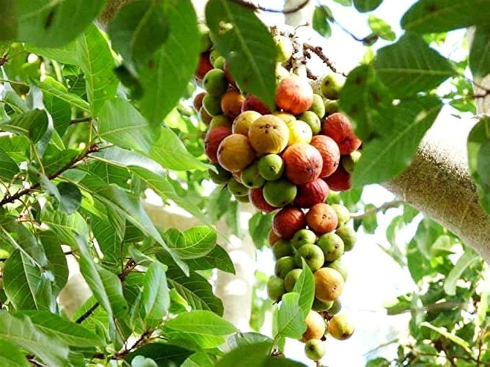 Cluster Fig/Gular/Ficus Recmosa Healthy Herbal Plant - Image 3