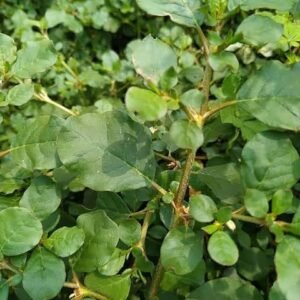 Punarnava Raw Green Fresh Leaves - Image 2