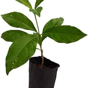Sarpagandha/Chota Chand/Adkayi/Carpakanta Herbal Healthy Plant - Image 4