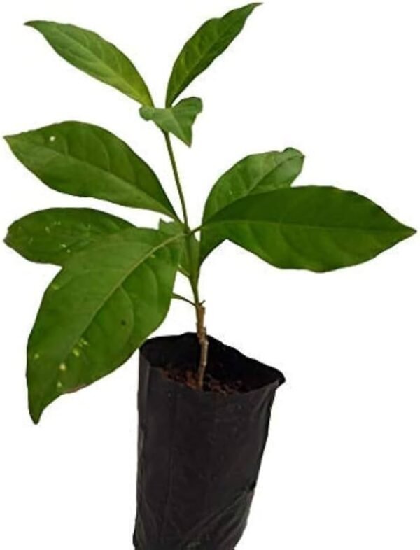 Sarpagandha/Chota Chand/Adkayi/Carpakanta Herbal Healthy Plant
